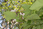 Southern catalpa